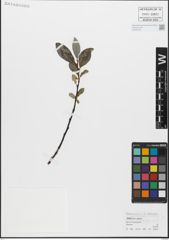Foto von Salix glabra Scop.